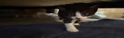 Mixed Breed cats for sale: 5 playful kittens for sale  in Chelmsford - Advert 12