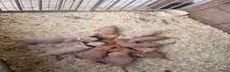Cockerdor dogs for sale: Working Cockerdor Puppies  - Advert 3