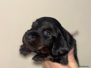 Miniature Dachshund dogs LONG COAT MINIATURE DACHSHUNDS - Advert 4