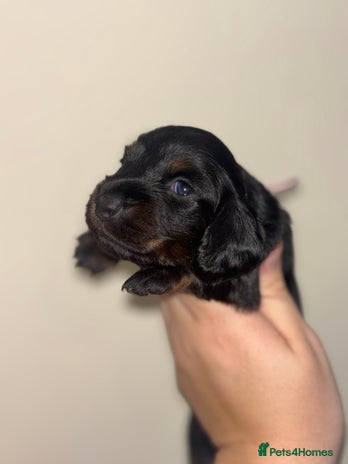 Miniature Dachshund dogs LONG COAT MINIATURE DACHSHUNDS - Advert 6