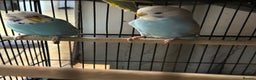 Budgerigars birds for sale:  Budgies for sale - Advert 3