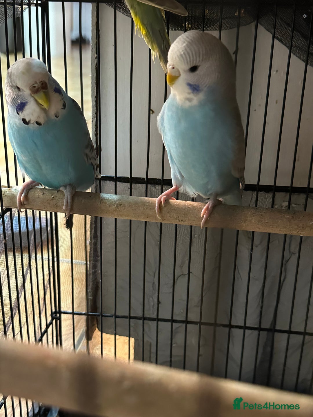 Budgerigars birds for sale:  Budgies for sale - Advert 3