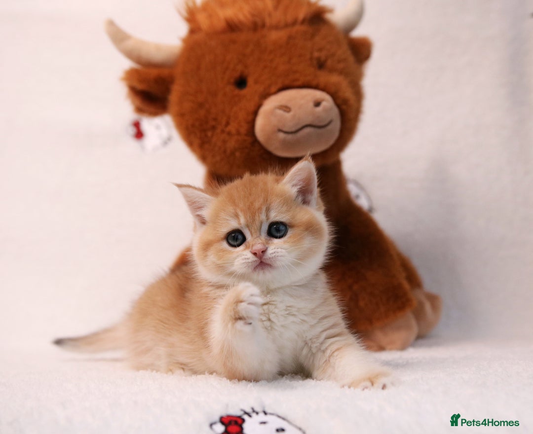 British Shorthair cats for sale: ❤️ British shorthair kittens  - Advert 12