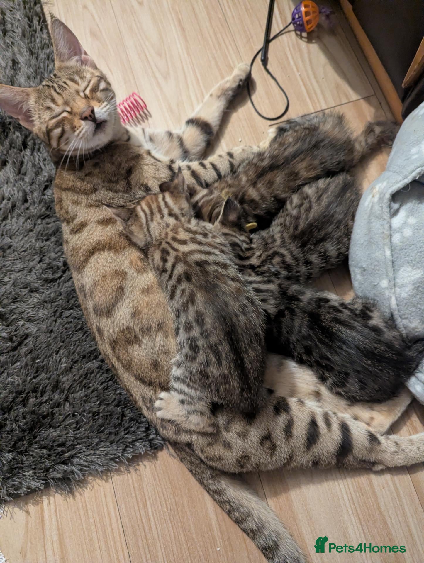 Bengal cats 😻😻 Beautiful Bengal Cross Kittens For Sale 😻😻 - Advert 1