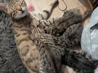 Bengal cats 😻😻 Beautiful Bengal Cross Kittens For Sale 😻😻 - Advert 1