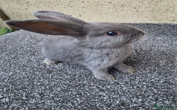 Mini Lop rabbits for sale: Baby lops, only 2 black ones left - Image 3