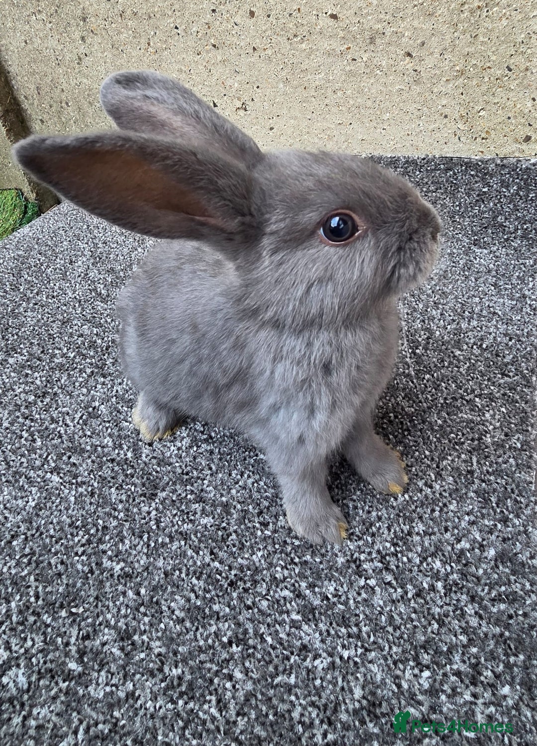 Mini Lop rabbits for sale: Baby lops, only 2 black ones left - Image 3
