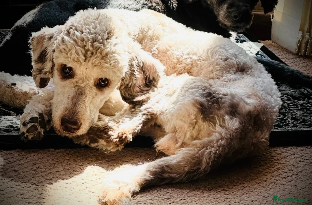 Cockapoo dogs for sale: Beautiful cockapoo Girl  - Advert 1