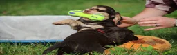 Cocker Spaniel dogs for sale: KC Reg Working Cocker Spaniels  - Advert 9