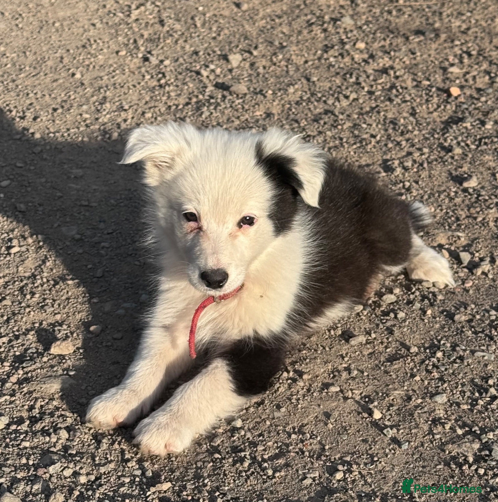 Border Collie dogs Border collies puppies - Advert 3