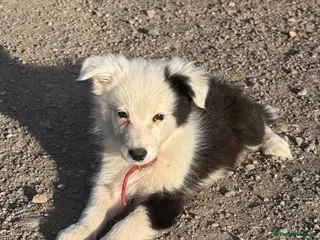 Border Collie dogs Border collies puppies - Advert 3