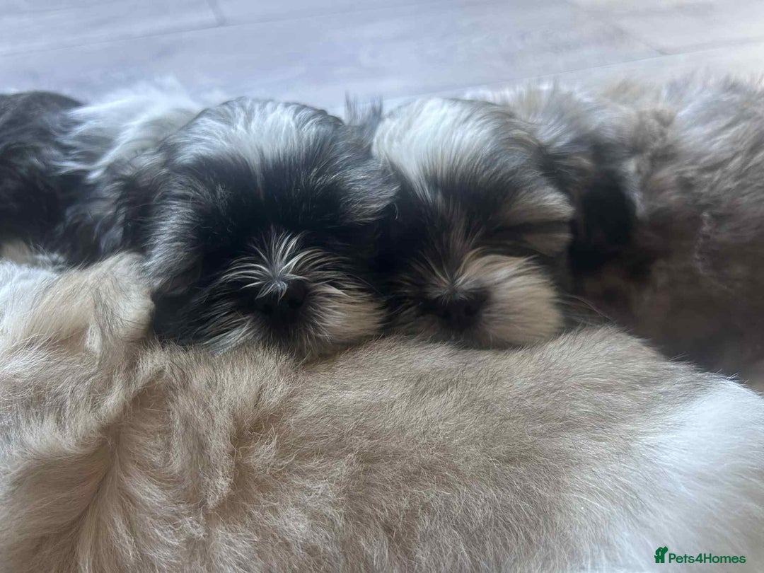 Lhasa Apso dogs for sale: 6 beautiful Lhasa Apso puppies - Image 14
