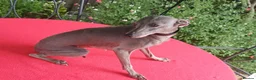 Italian Greyhound dogs for sale: Stunning Italian greyhounds - Advert 5