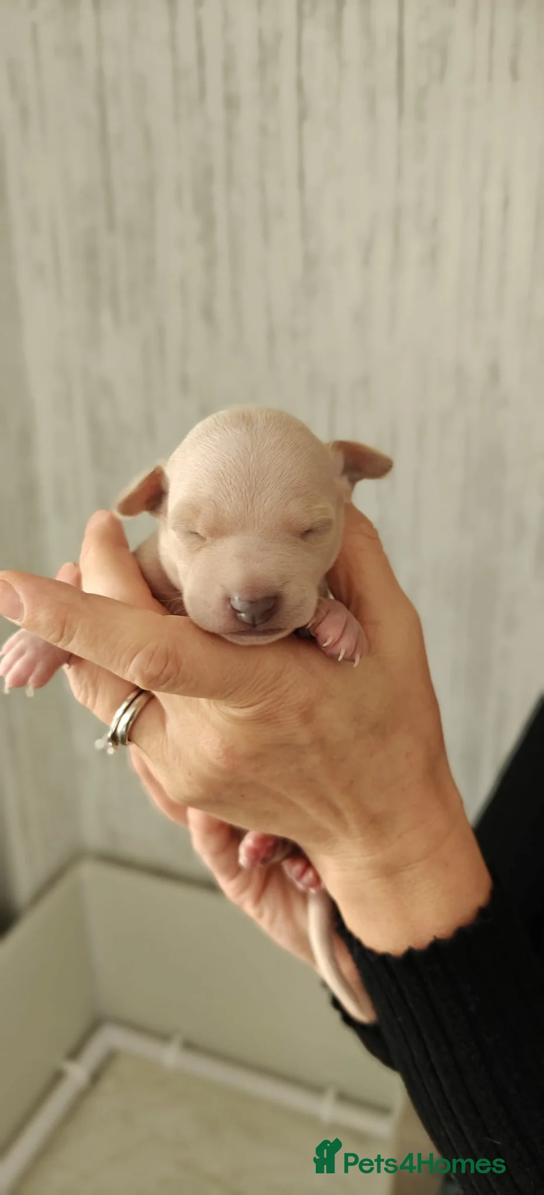 Italian Greyhound dogs for sale: KC Registered - European Lineage - Health Tested  - Advert 18