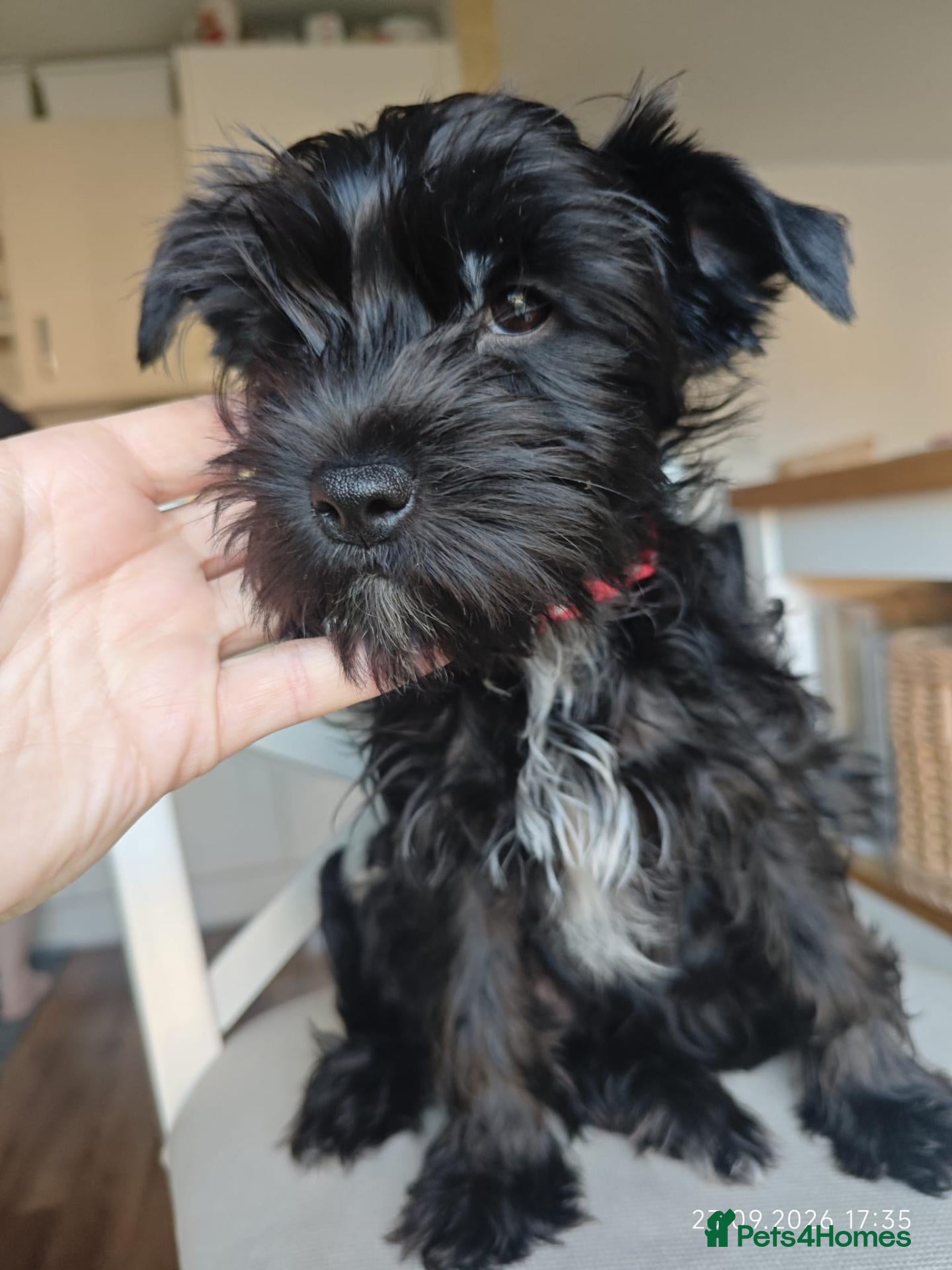 Yorkshire Terrier dogs Yorkshire terrier Dark puppies - Advert 16