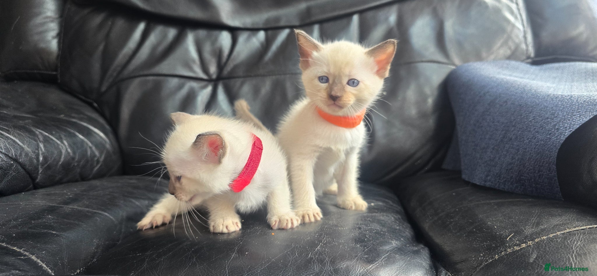 Siamese cats *1 left!* 5 Stunning Siamese Kittens - Advert 2