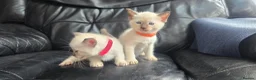 Siamese cats for sale: *female avaliable!* 5 Stunning Siamese Kittens - Advert 1