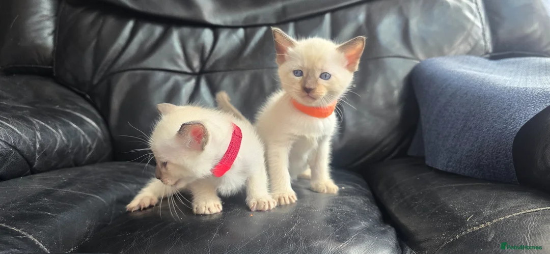 Siamese cats for sale: *female avaliable!* 5 Stunning Siamese Kittens - Advert 1
