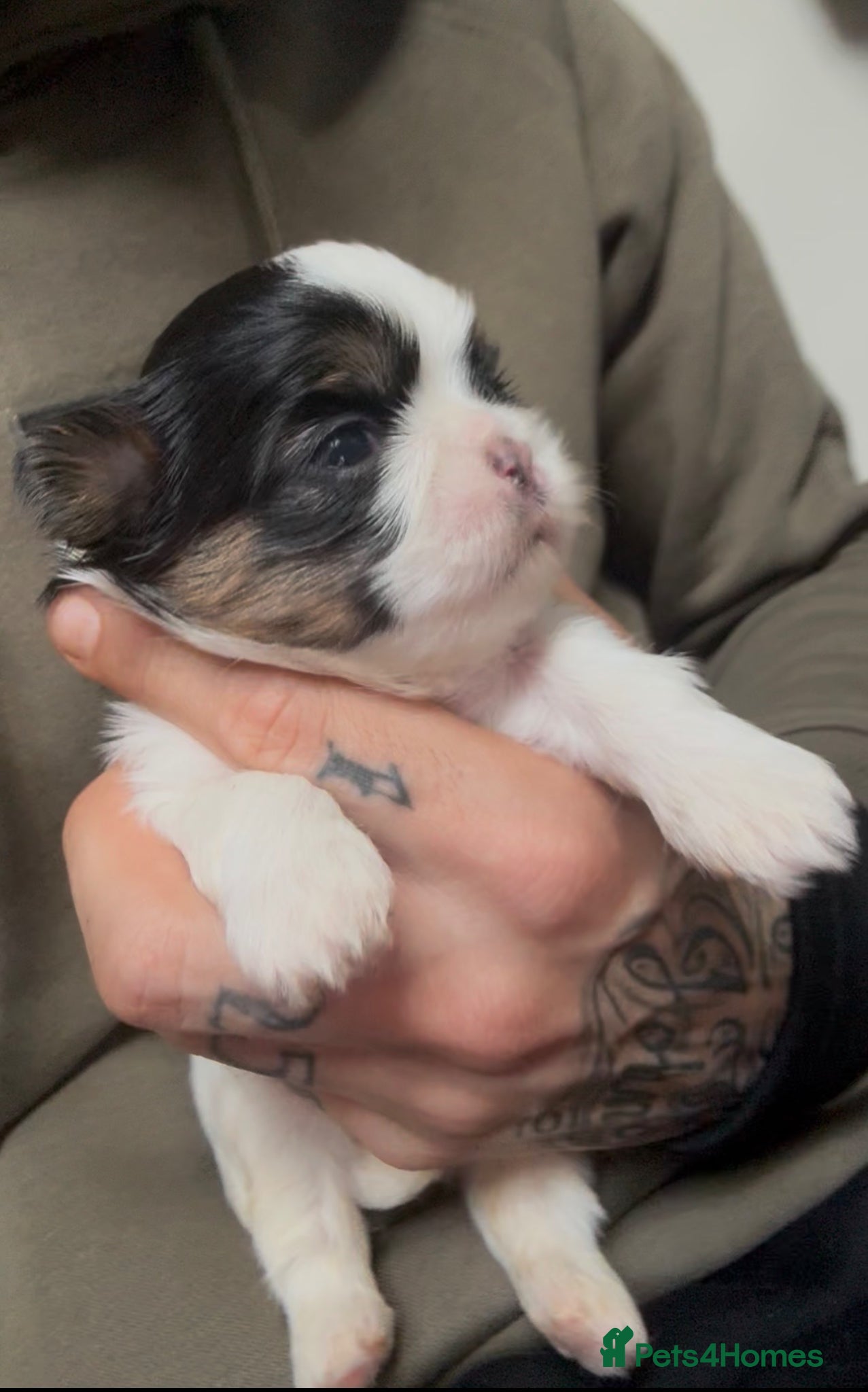 Shih Tzu dogs Imperial dobies 2 boys left LICENSED BREEDER  - Advert 1