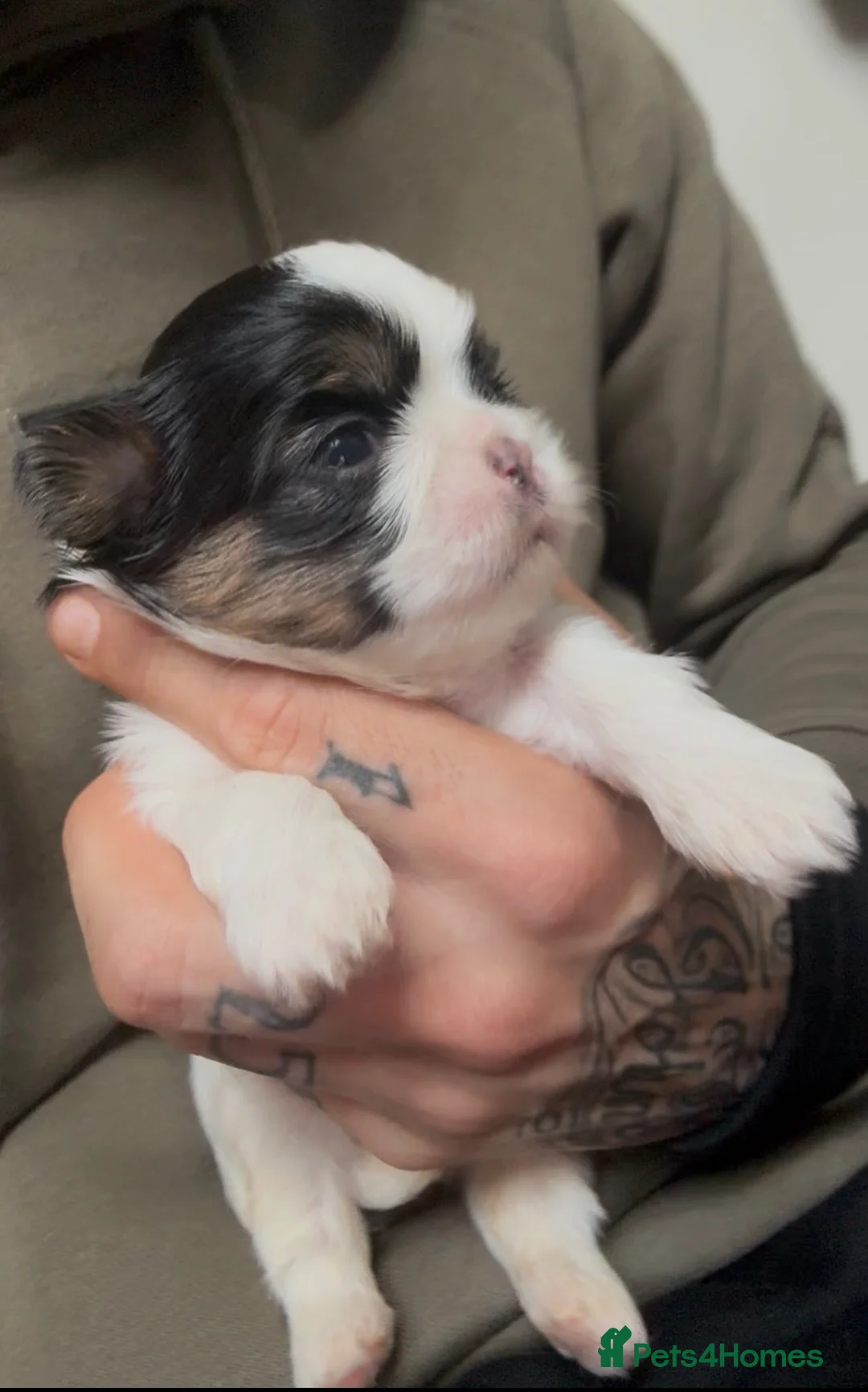 Shih Tzu dogs for sale: Imperial dobies 2 boys left LICENSED BREEDER  - Advert 1