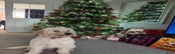 Goldendoodle dogs for sale: F1 Goldendoodles. Pedigree health tested parents  - Advert 14