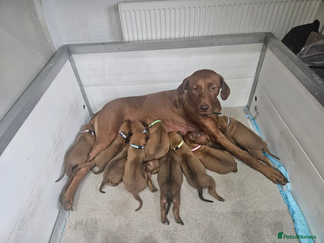 Rhodesian Ridgeback dogs for sale: Beautiful Rhodesian Ridgeback Puppies  in Doncaster - Advert 22