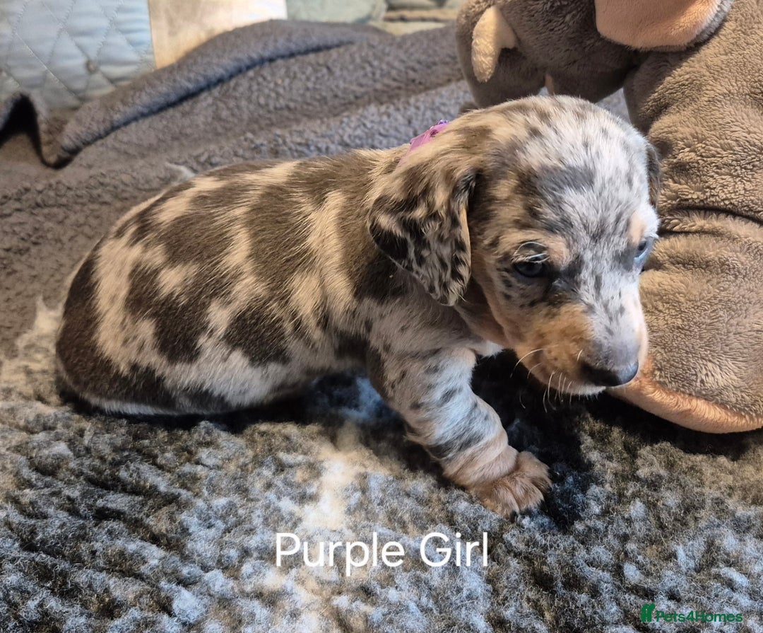 Dachshund dogs for sale: Dachshund Puppies looking for forever homes - Image 30
