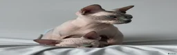 Sphynx cats for sale: Exceptional Sphynx Kittens - Advert 9