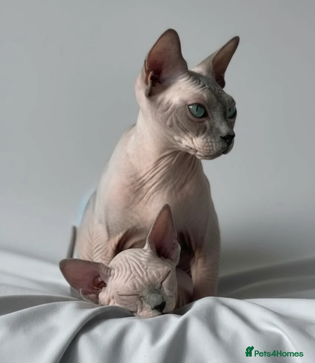 Sphynx cats for sale: Exceptional Sphynx Kittens - Advert 9