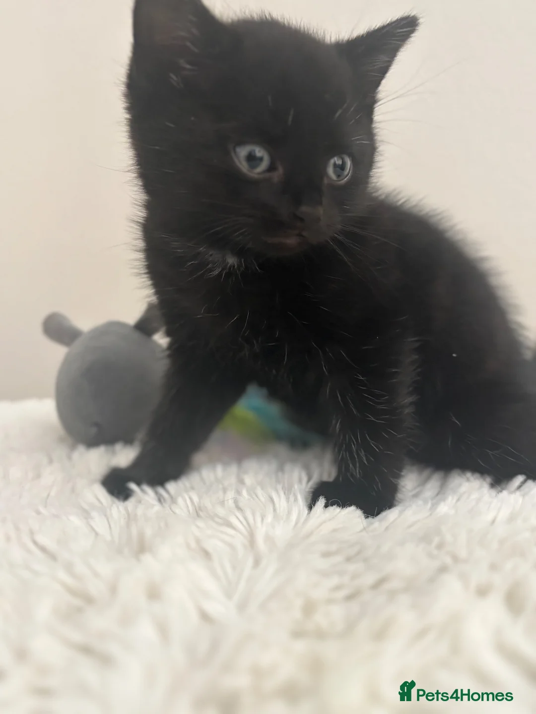 British Longhair cats for sale: Kittens - Advert 2