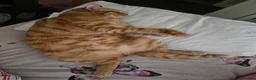 Mixed Breed cats for sale: Cats  in Dalkeith - Advert 5
