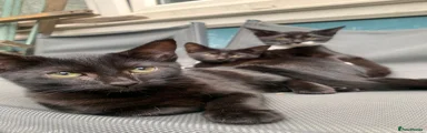 Mixed Breed Kitten 3