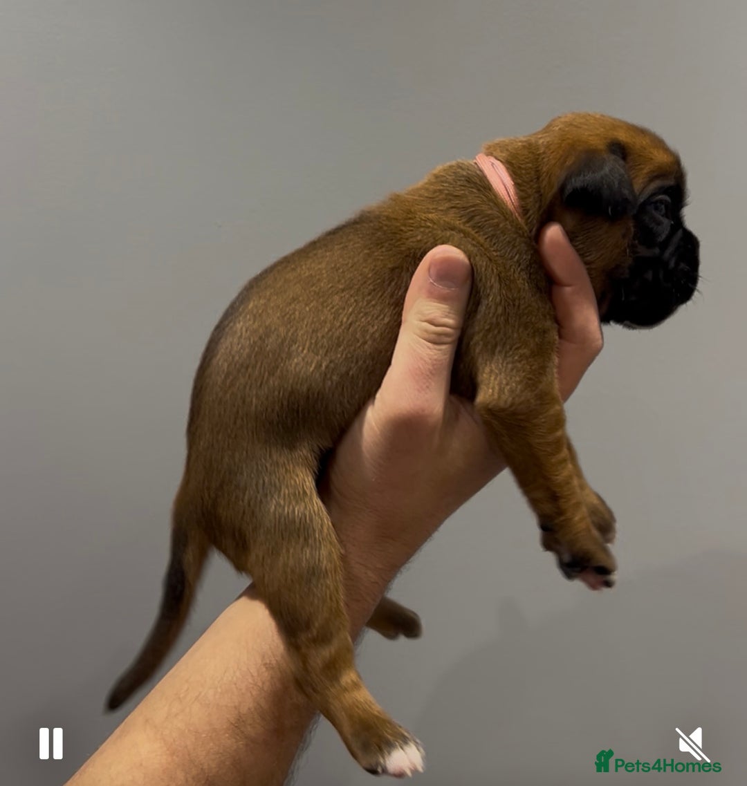 Boxer dogs for sale: 9 Beautiful Boxer Puppies - Pet Only  - Advert 33