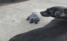 Cane Corso dogs for sale: Beautiful Blue Cane Corso Girls Ready Now - Image 10