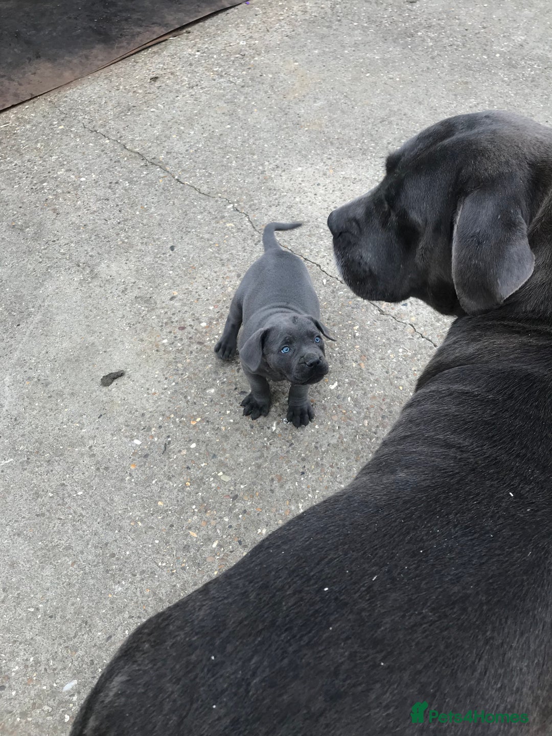 Cane Corso dogs for sale: Beautiful Blue Cane Corso Girls Ready Now - Image 10