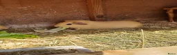 Guinea Pig rodents for sale: Six weeks old Baby guinea pigs for sale  - Advert 6
