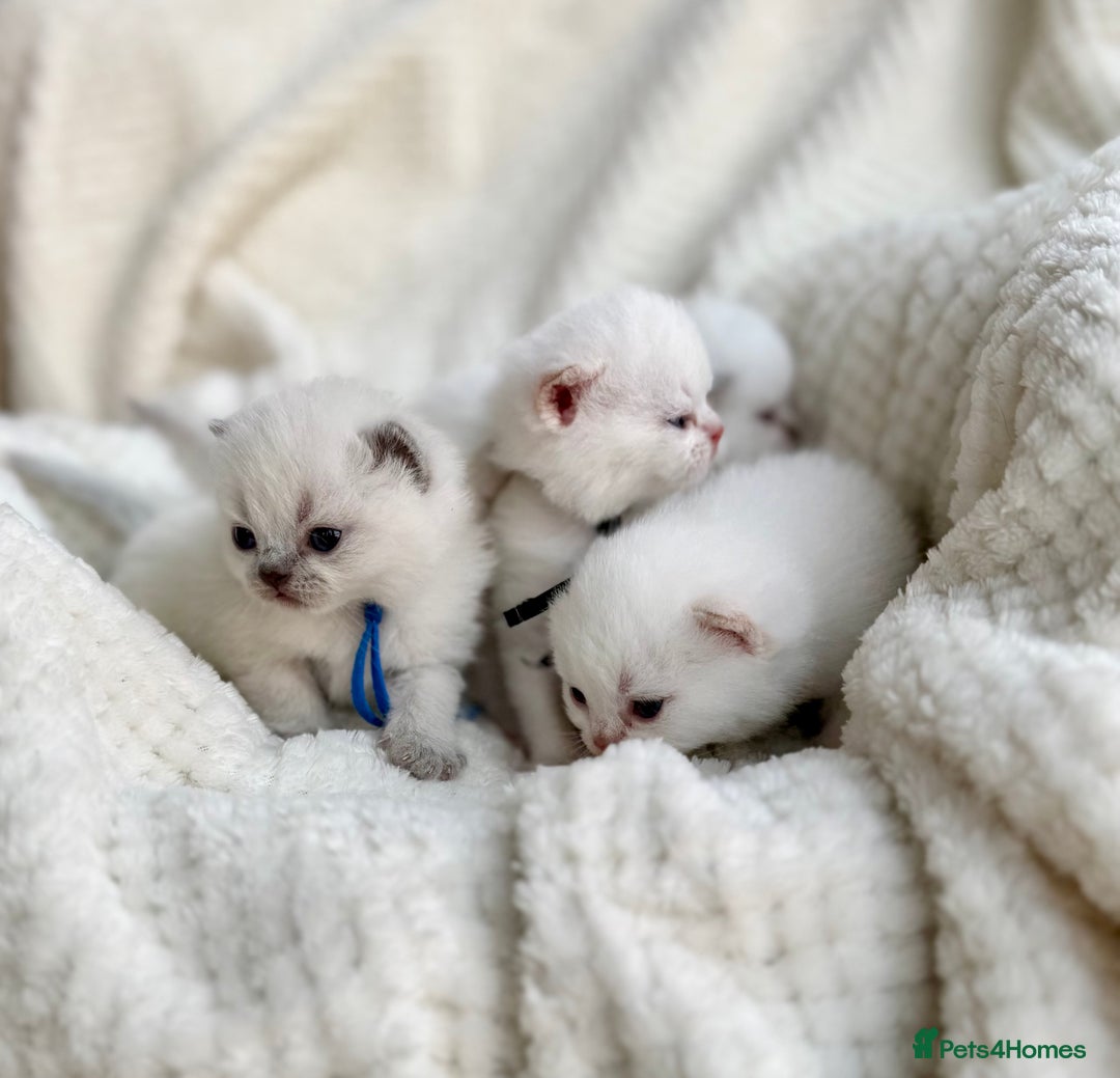 British Shorthair cats for sale: 5 lilac colour point kittens  - Advert 11