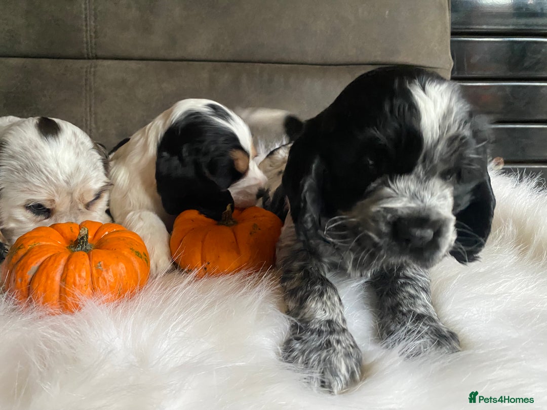 Cocker Spaniel dogs for sale: Chunky KC Cocker Spaniel puppies for sale  - Image 3
