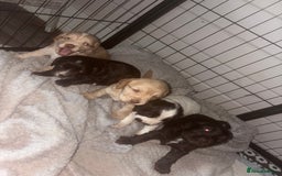 Cocker Spaniel dogs for sale: KC FTCH working cocker spaniel puppy’s  - Image 6