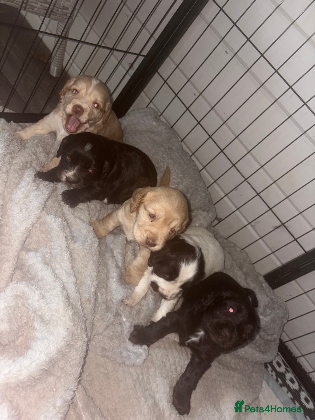 Cocker Spaniel dogs for sale: KC FTCH working cocker spaniel puppy’s  - Image 6