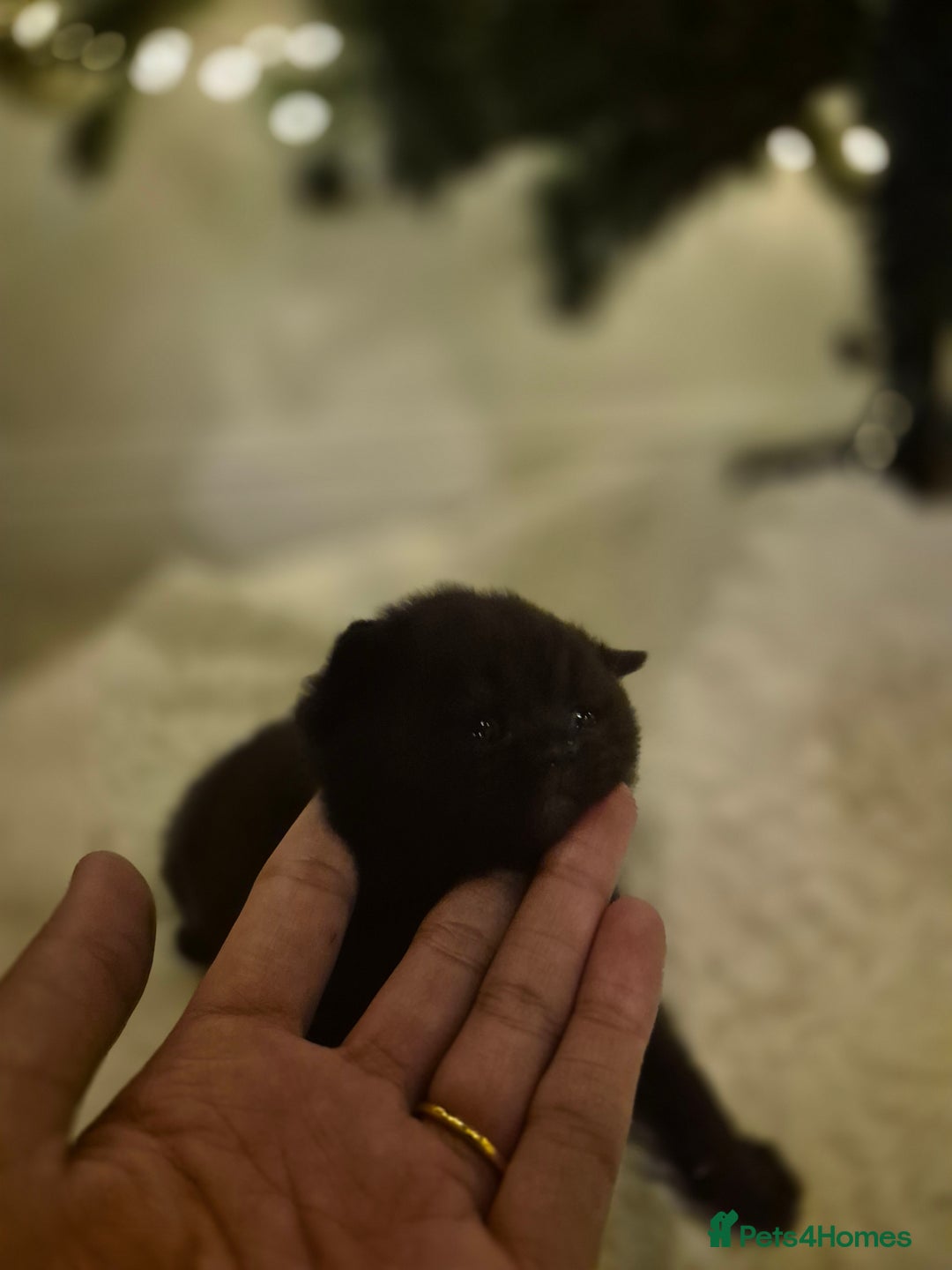 British Shorthair cats for sale: 2 GCCF female British short hair kittens  - Advert 4