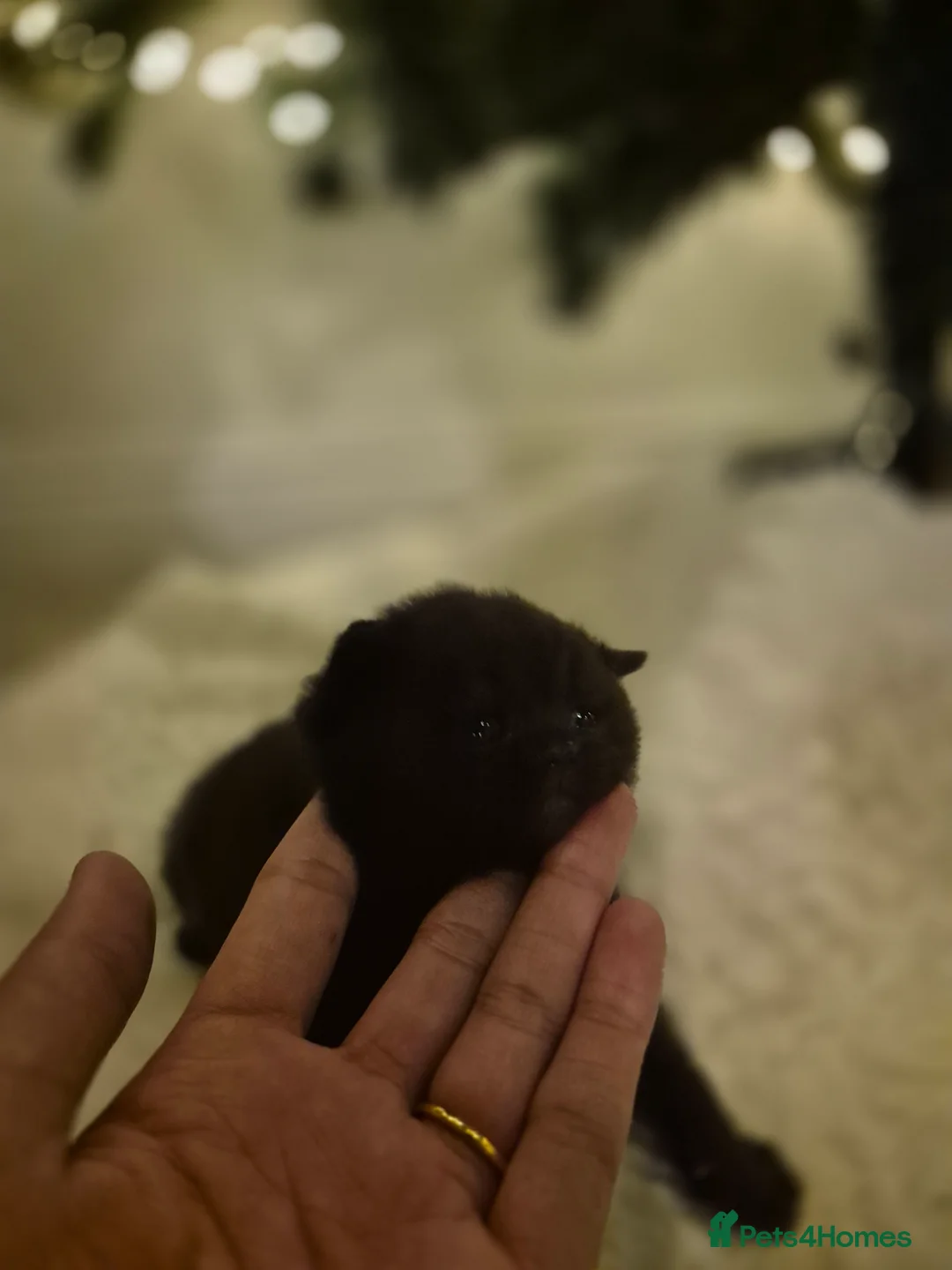 British Shorthair cats for sale: 2 GCCF female British short hair kittens  - Advert 7