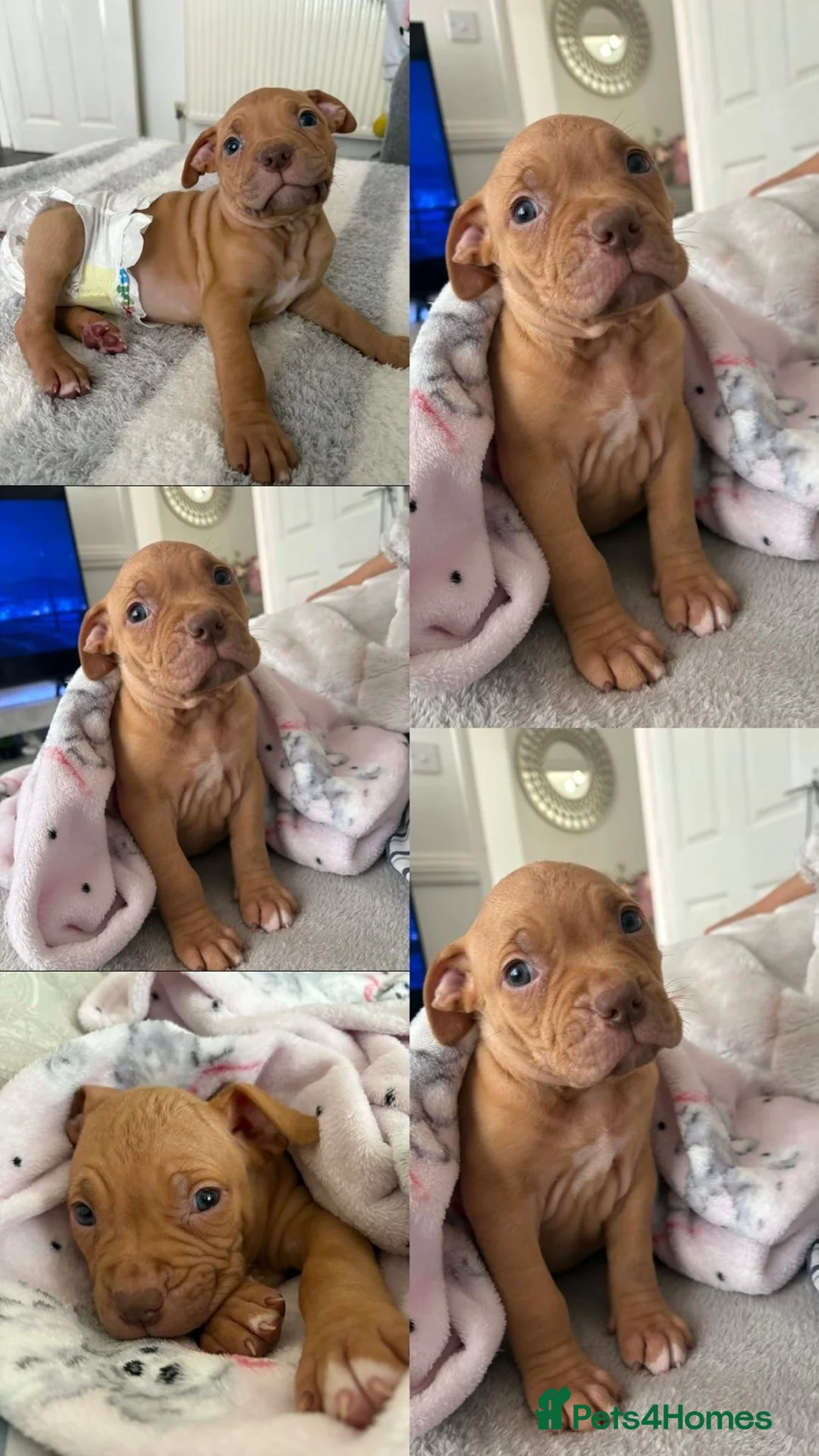 American Bulldog dogs for sale: Gorgous American bulldog for sale - Advert 2