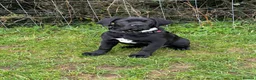Cane Corso dogs for sale: Cane corso  in Bristol - Advert 6