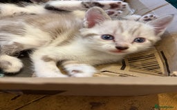 Mixed Breed cats for sale: Mixed breed kittens  - Image 7
