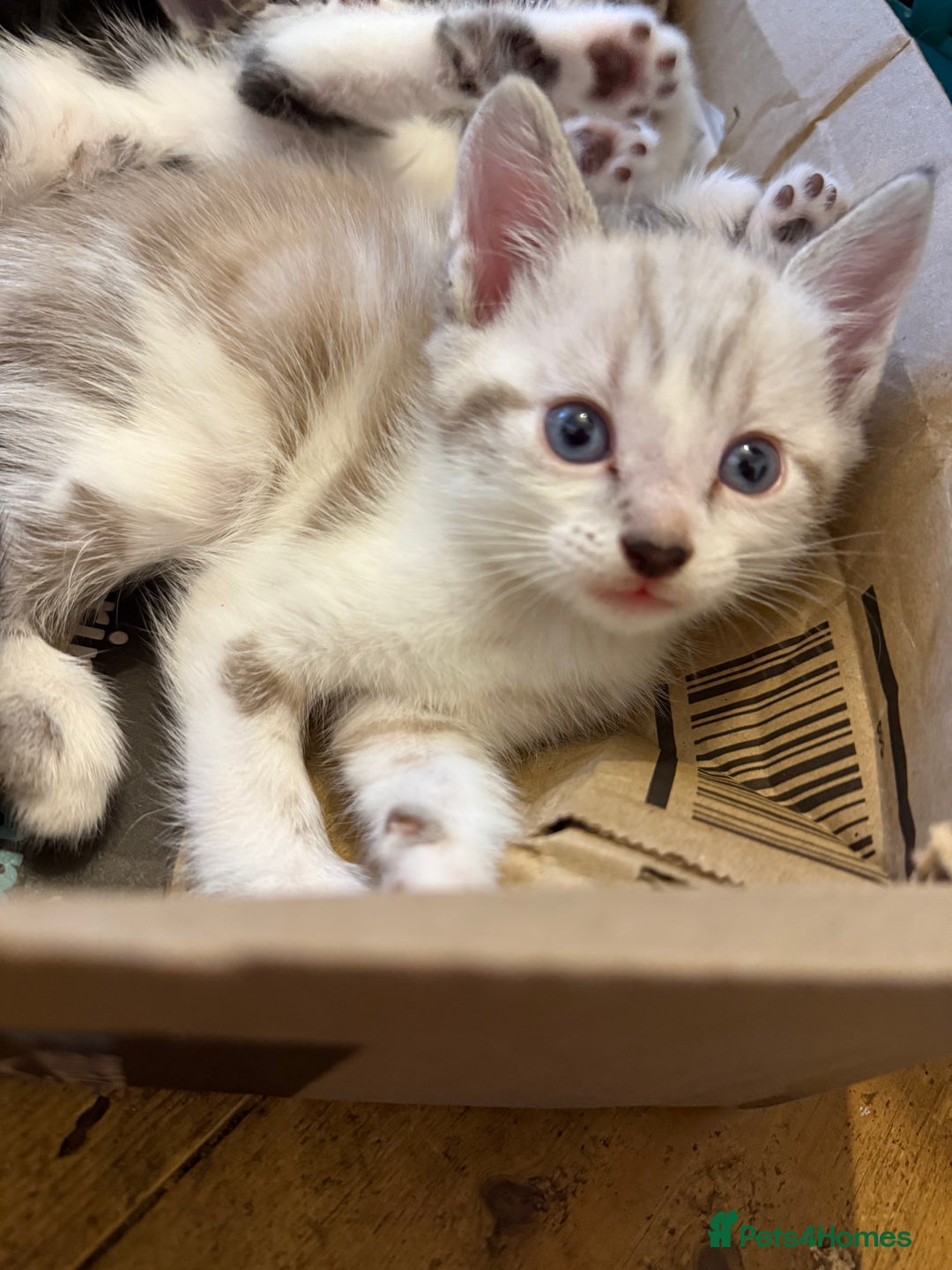 Mixed Breed cats for sale: Mixed breed kittens  - Image 7