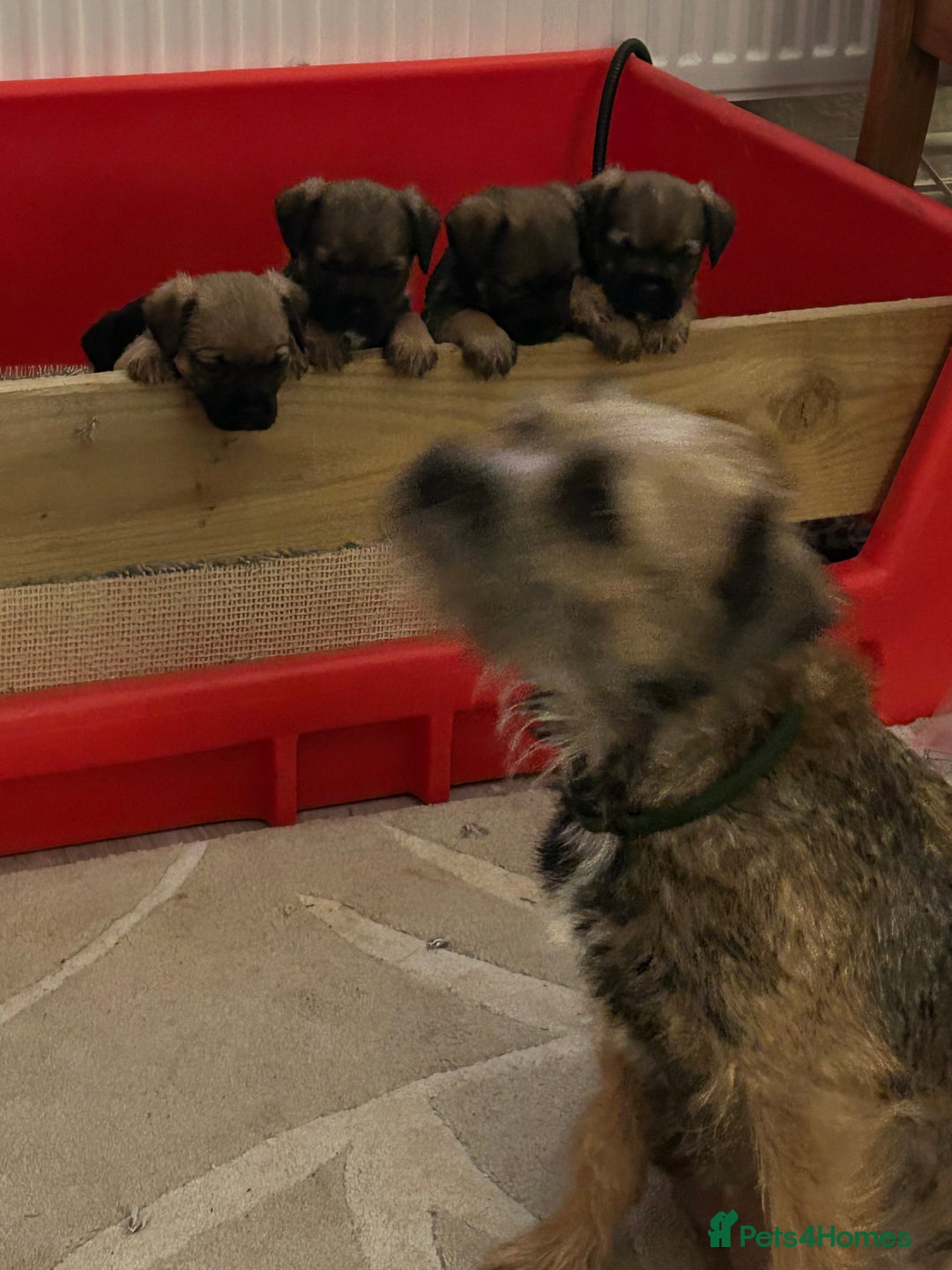 Border Terrier dogs for sale: Beautiful Border Terrier Pups - Advert 4