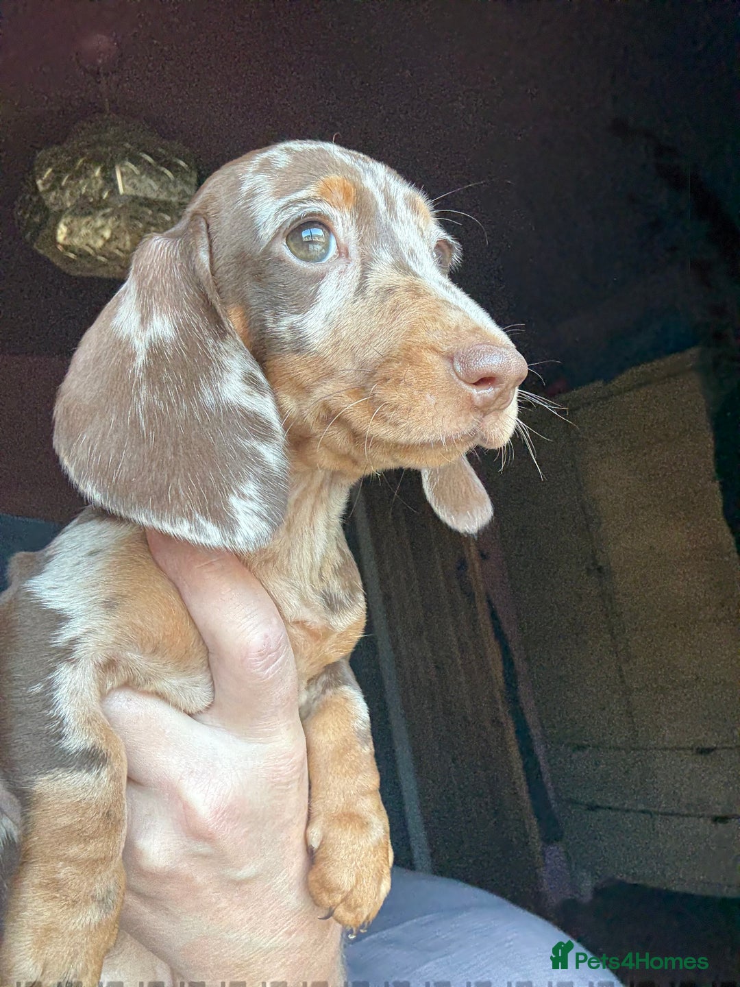 Dachshund dogs for sale: Kc reg first vac chipped licensed bundles of love  - Image 17