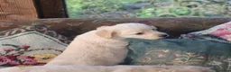 Labradoodle dogs for sale: Lovely Labradoodle Puppies - Advert 16