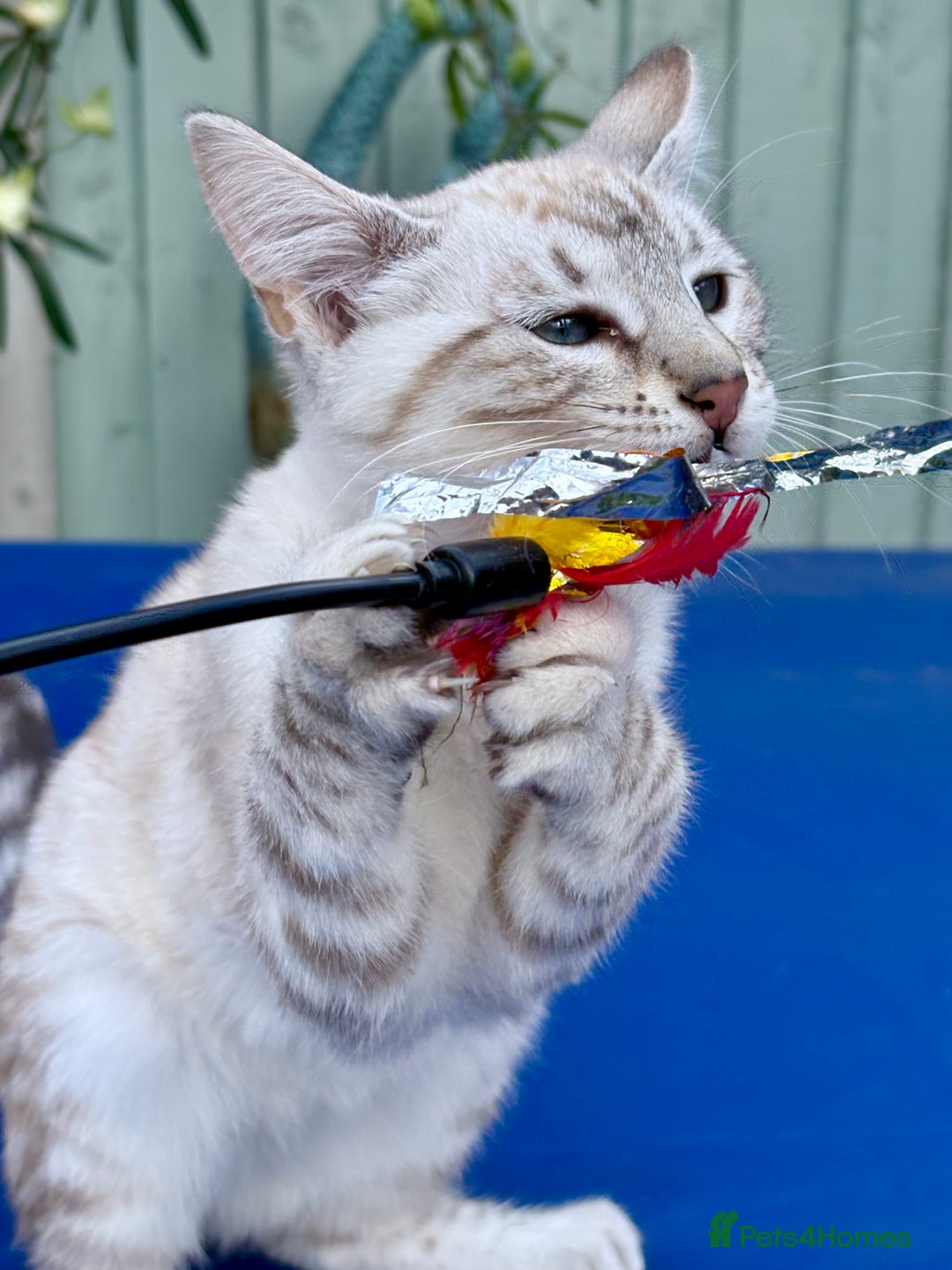 Savannah cats for sale: Breath taking rare girl - Image 15